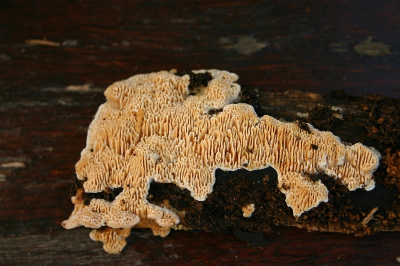 Da determinare (Antrodia albida)
